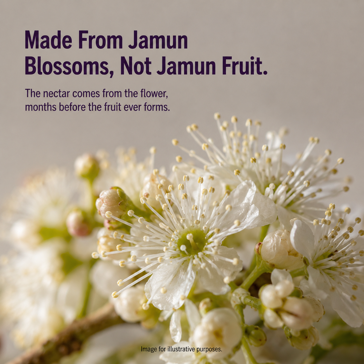 Pure Raw Jamun Honey – Natural Nectar | 100% Unprocessed