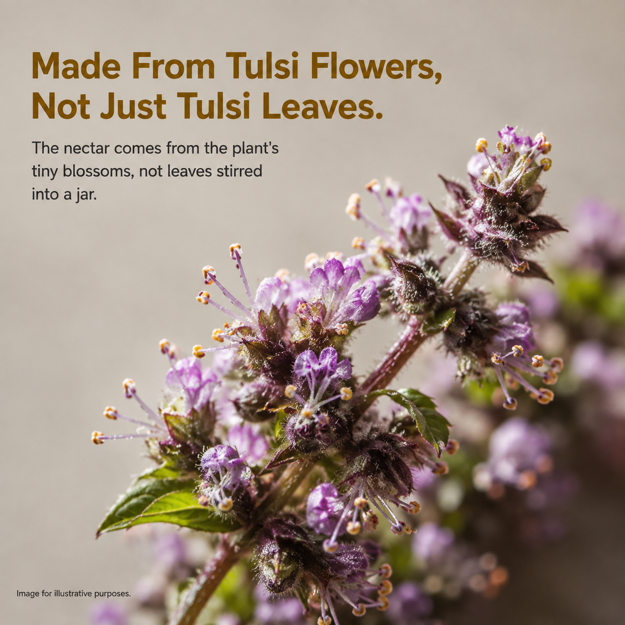 Pure Raw Tulsi Honey – Natural Nectar, Unprocessed - 500gm