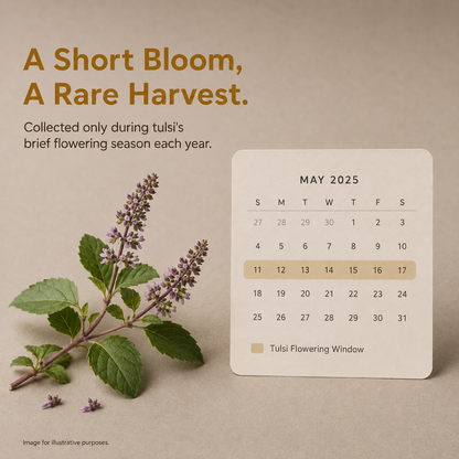 Pure Raw Tulsi Honey – Natural Nectar, Unprocessed - 500gm