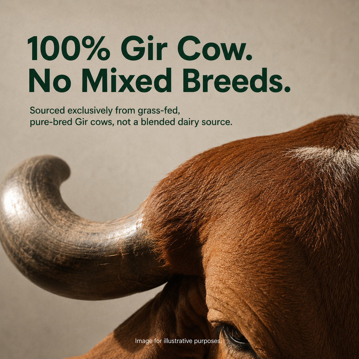 A2 Gir Cow Bilona Ghee – Saarnik Naturals | A2 Gir Cow Ghee – 500ml