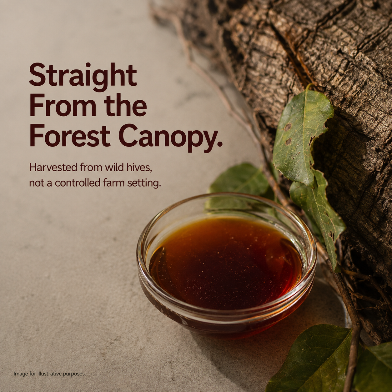 Raw Pure Organic Honey | Wildforest | Affordable 250g by Saarnik Naturals