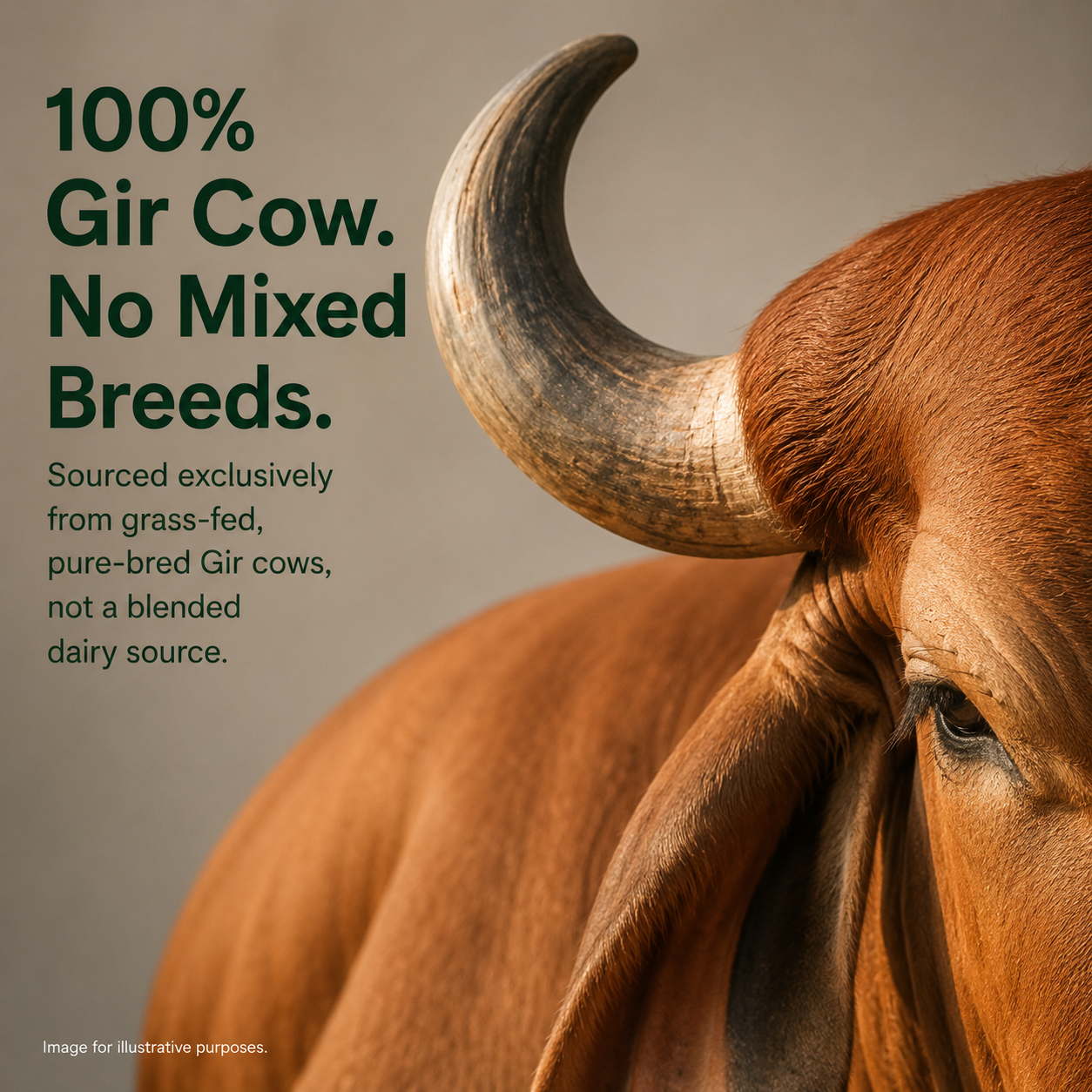 A2 Gir Cow Bilona Ghee – Saarnik Naturals | A2 Gir Cow Ghee – 500ml